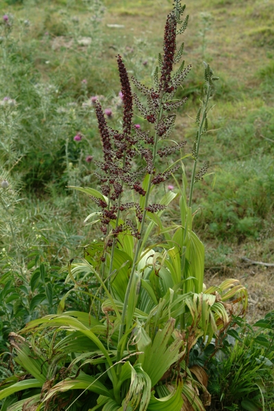 Veratrum nigrum / Veratro nero